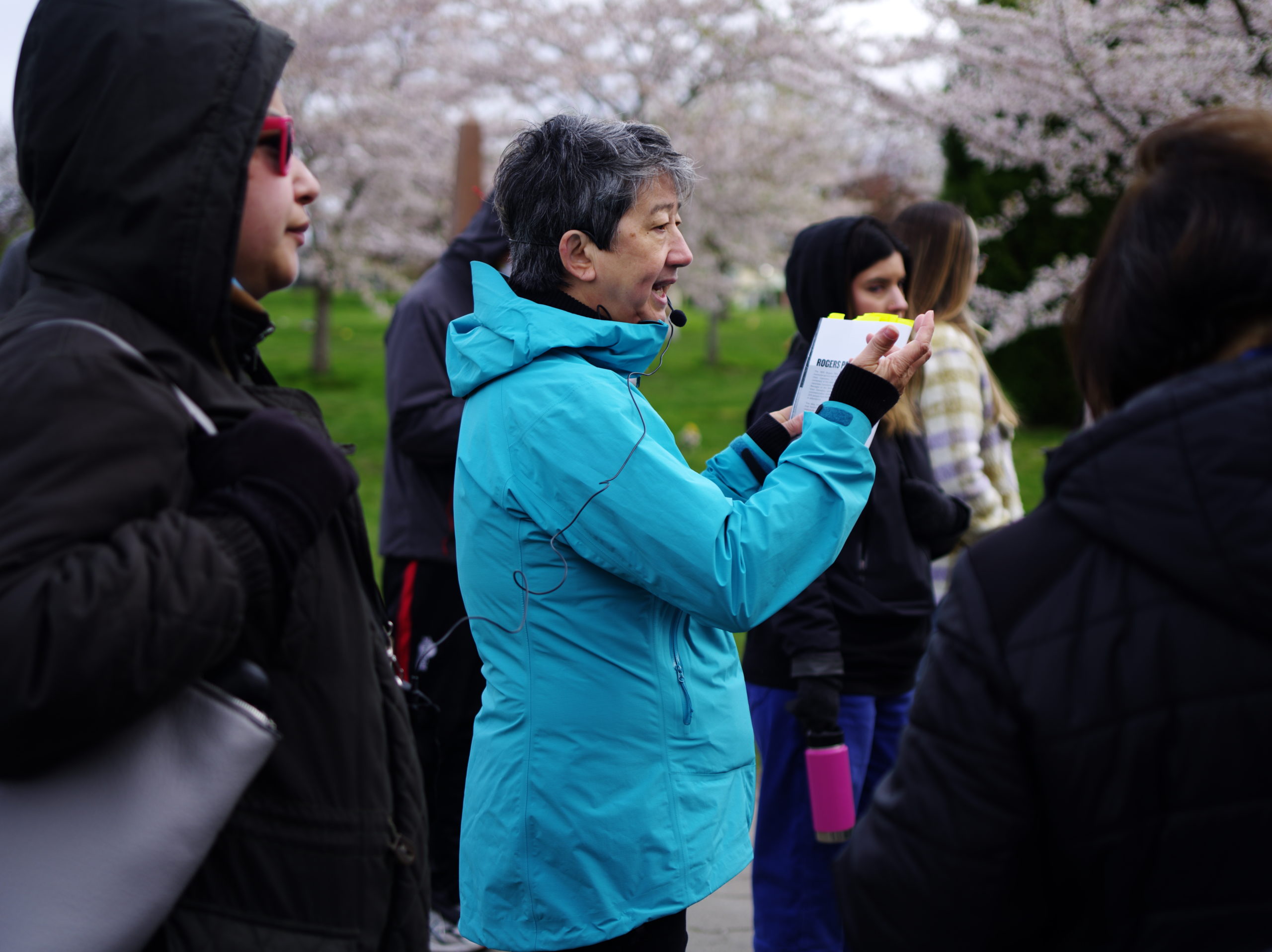 Image Description: A person in a light waterproof jacket addresses an audience in the Japanese Section of Mountain View Cemetery. The person is holding up their arms with the palms of their hands towards their face. They are holding a brochure from Mountain View Cemetery in their left hand. The audience is facing the left side of the photograph. Cherry blossom trees are in bloom surrounding the group of people.