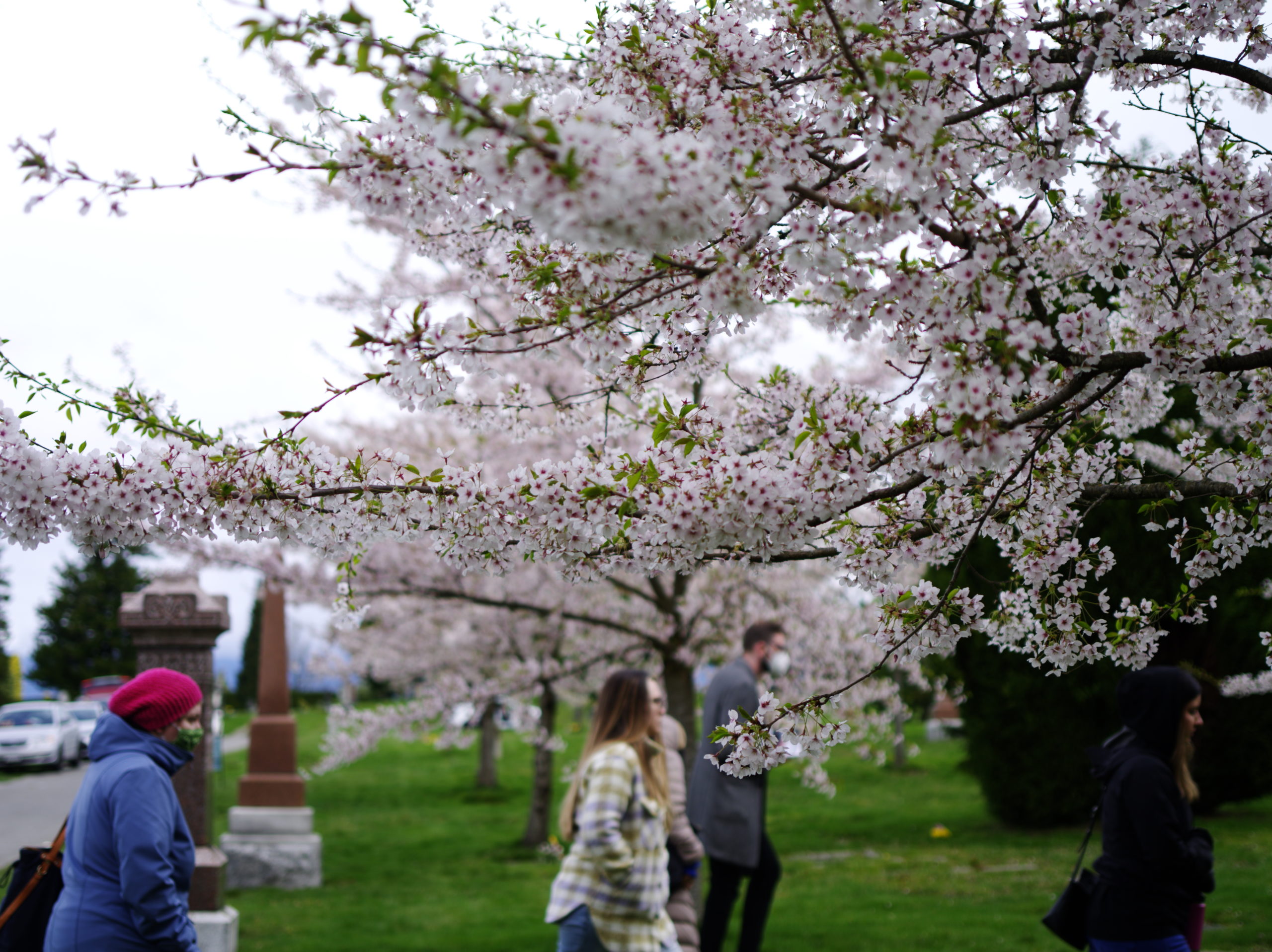 Image Description: Branches of a cherry blossom tree in bloom extend from the right side of the photograph to the left. Small green leaves sprout out from between the small light pink blooms with dark pink centres. Five people at the bottom of the photograph are traveling through Mountain View cemetery, walking towards the right side of the photograph. They all have their hands in their pockets. Their faces are serious and reflective.