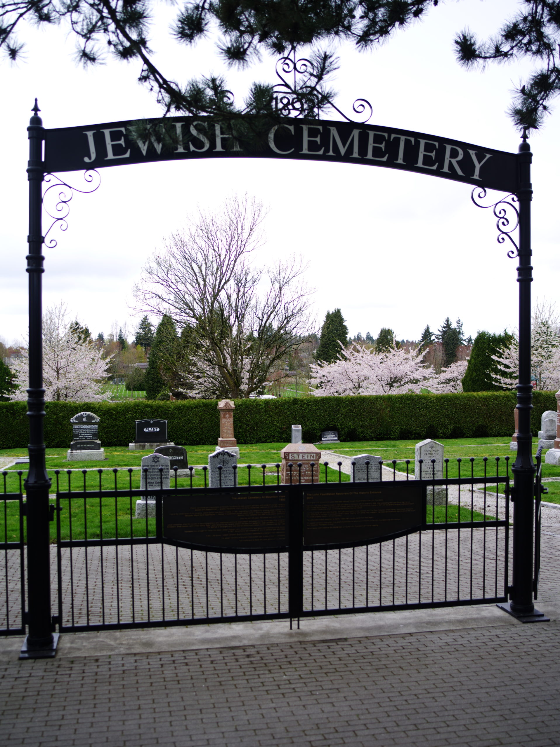 Image Description: The closed entrance gates to Mountain View’s Jewish Cemetery in the foreground of the photo. The top of the gates have the numbers 1892 framed by thin, curving decorative metal, noting the year the Jewish Cemetery was created.Headstones are visible through the iron bars of the gate. Cherry tree blossoms are visible above the hedgeline at the back of the photograph.