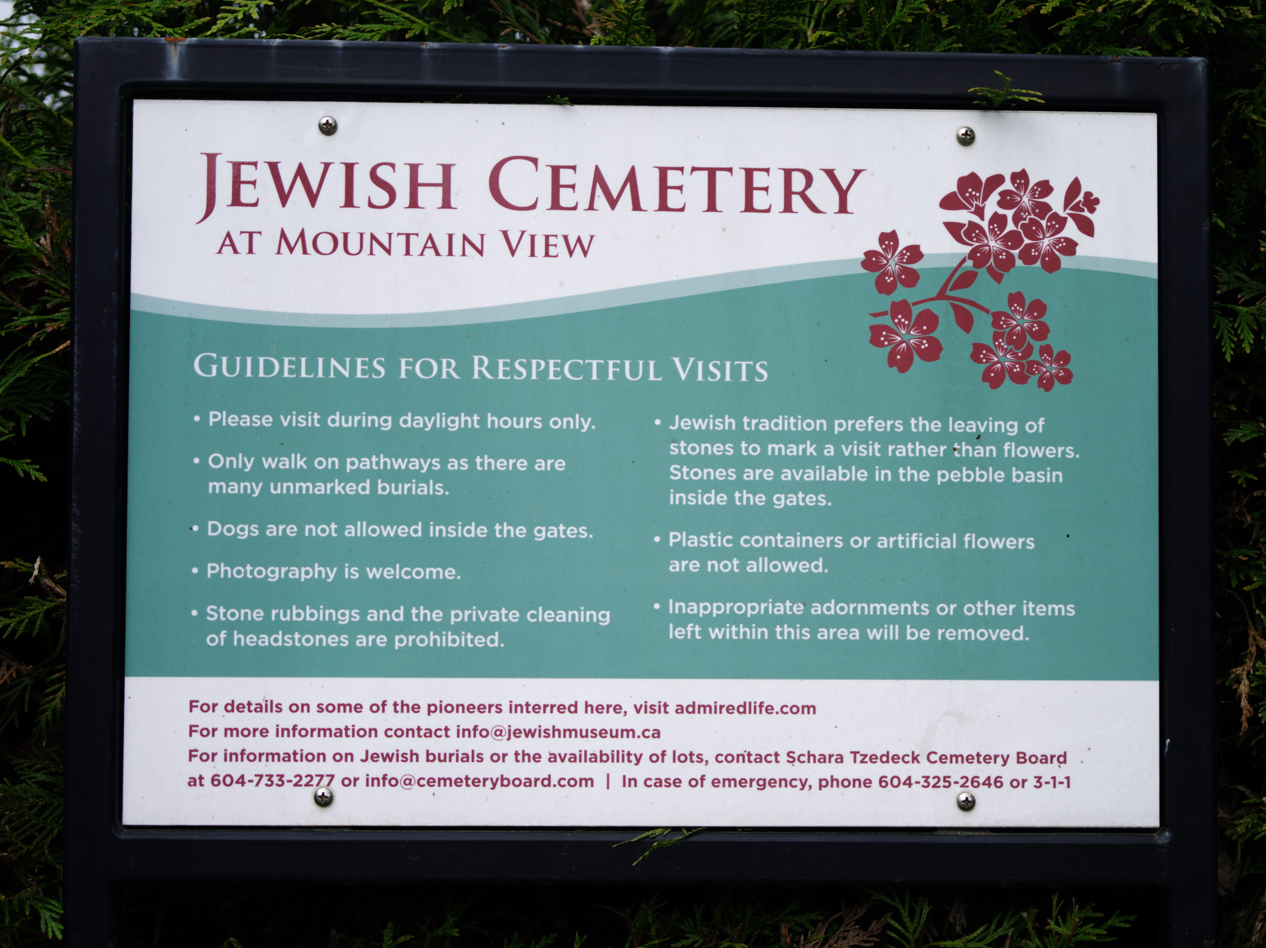 Image Description: Cedar hedge branches surround a close up of an information plaque at Mountain View Cemetery about the Jewish Cemetery. The information plaque is surrounded by a dark metal frame. There is a drawing of a flowering tree branch in the top right corner of the plaque. There is a ribbon of colour behind the guideline section of the plaque.The written english text reads: JEWISH CEMETERY AT MOUNTAIN VIEW GUIDELINES FOR RESPECTFUL VISITS Please visit during daylight hours only. Only walk on pathways as there are many unmarked burials. Dogs are not allowed inside the gates. Photography is welcome. Stone rubbings and private cleaning of headstones are prohibited. Jewish tradition prefers the leaving of stones to mark a visit rather than flowers. Stones are available in the pebble basin inside the gates. Plastic containers or artificial flowers are not allowed. Inappropriate adornments or other items left within this area will be removed. For details on some of the pioneers interred here, visit admiredlife.com For more information contact info@jewishmuseum.ca For information on Jewish burials or the availability of lots, contact Schara Tzedeck Cemetery Board at 604-733-2277 or info@cemeteryboard.com I In case of emergency, phone 604-325-2646 or 3-1-1