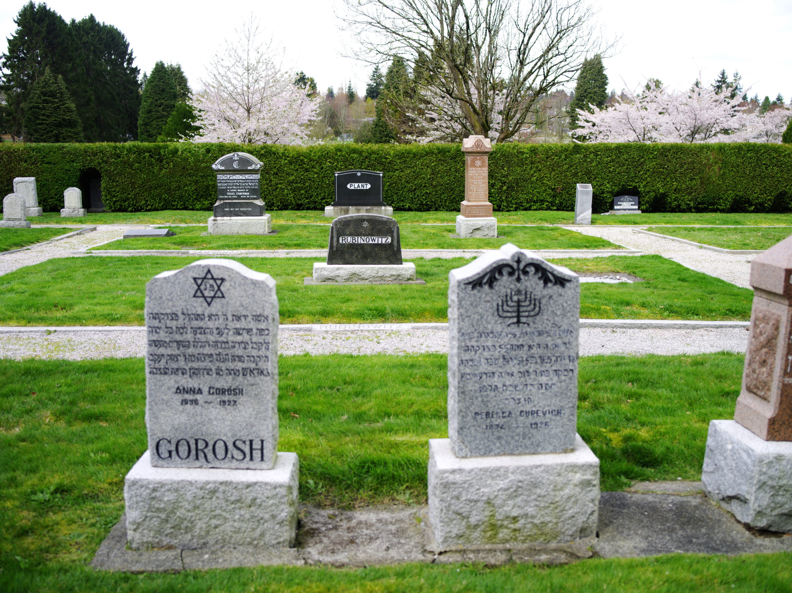 Image Description: Headstones are arranged in grass rectangles in the Jewish Cemetery grounds. All headstones have rectangular bases with rough sides and smooth tops that the headstones sit on. 3 light coloured headstones are clustered together in the left corner, furthest away from the camera. There is a mix of Hebrew and English writing on the Headstones. Cherry blossom branches are visible above the hedgeline along the back of the Jewish Cemetery border, framed by dense foliage.