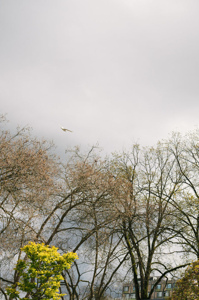 A white bird flies above budding trees at Oppenheimer Park. The sky is overcast and gray behind the bird’s body.

And a short tree with bright leaves is in the bottom left corner of the photograph.
